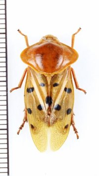 コガシラアワフキの一種　Cercopidae species　♂　インドネシア（ボルネオ島）
