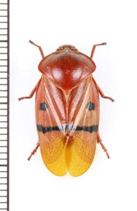 コガシラアワフキの一種　Cercopidae species　♂　インドネシア（ボルネオ島）