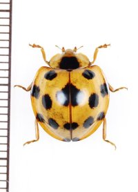 テントウムシの一種　 Coccinellidae species　インドネシア(ボルネオ島)