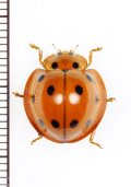 テントウムシの一種　 Coccinellidae species　インドネシア(ボルネオ島)