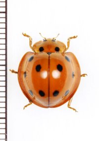テントウムシの一種　 Coccinellidae species　インドネシア(ボルネオ島)