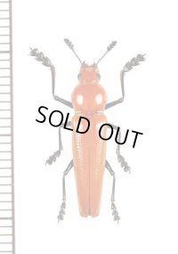 コメツキモドキの一種　 Languriidae species　ベトナム北東部