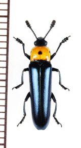 コメツキモドキの一種　 Languriidae species　ベトナム北東部