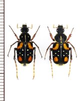 トラハナムグリの一種　Paratrichius flavipes　ペア　ベトナム北東部