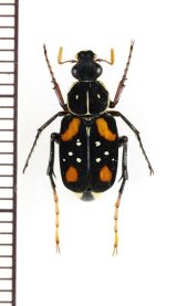 トラハナムグリの一種　Paratrichius flavipes　♂　ベトナム北東部