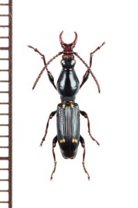 ミツギリゾウムシの一種　Brentidae species　♂　サウジアラビア