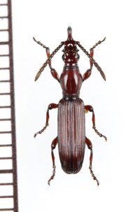 好蟻性オニミツギリゾウムシの一種　Eremoxenini species　♀　サウジアラビア