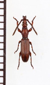 好蟻性オニミツギリゾウムシの一種　Eremoxenini species　♂　サウジアラビア
