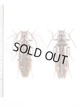 ヒゲコメツキ　ペア　山梨県