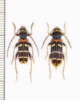 クリストフコトラカミキリ　ペア 　山梨県