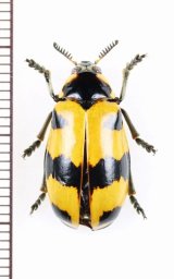 ナガツツハムシの一種　Clytrasoma sp.　タイ