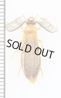 Phengodidaeの一種　Phengodes sp.　♂　アメリカ合衆国