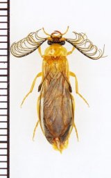 Phengodidaeの一種　Phengodes sp.　♂　アメリカ合衆国