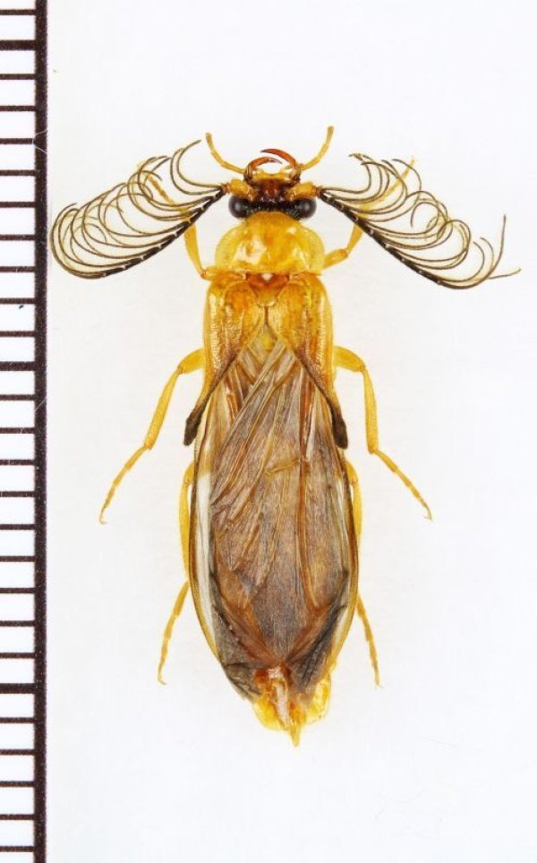 画像1: Phengodidaeの一種　Phengodes sp.　♂　アメリカ合衆国