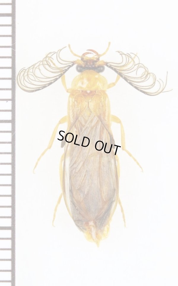 画像1: Phengodidaeの一種　Phengodes sp.　♂　アメリカ合衆国