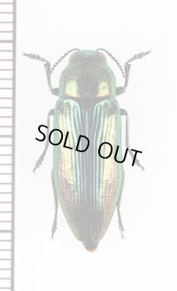 アオタマムシの一種　Eurythyrea aurata　♀　ウクライナ