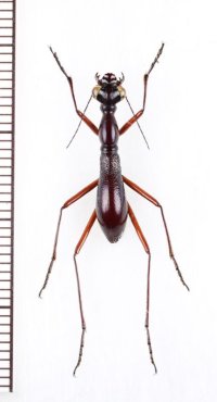 キノボリハンミョウの一種　Tricondyla sp.　インドネシア（ボルネオ島）