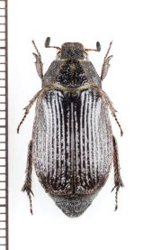 コフキコガネの一種　Melolonthinae species　インドネシア（ボルネオ島）