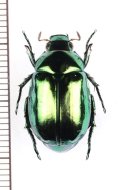 コガネムシ　♀　茨城県