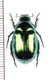 コガネムシ　♀　茨城県