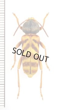 オオトラカミキリ　♂　山梨県