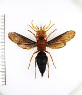 ドロバチの一種　Synagris cornuta　♂　トーゴ