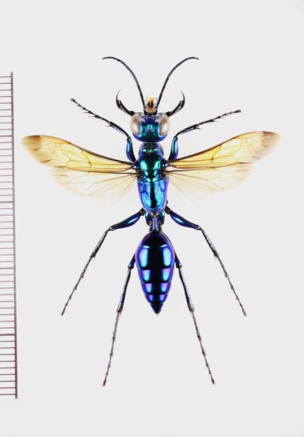 画像1: アナバチの一種　Chlorion sp.　♀   ベトナム中部