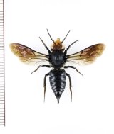 トガリハナバチの一種　Coelioxys ducalis　♀   ベトナム北東部