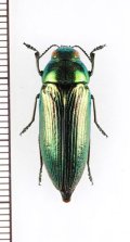 アオタマムシの一種　Eurythyrea austriaca　♀　ウクライナ