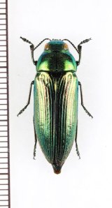 アオタマムシの一種　Eurythyrea austriaca　♀　ウクライナ