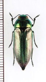 アオタマムシの一種　Eurythyrea austriaca　♀　ウクライナ