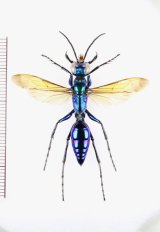 アナバチの一種　Chlorion sp.　♀   ベトナム北中部