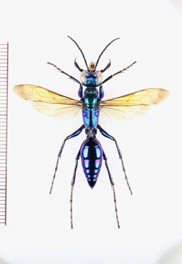 画像1: アナバチの一種　Chlorion sp.　♀   ベトナム北中部