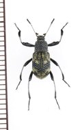 ゴミムシダマシの一種　Tenebrionidae species　ベトナム北東部