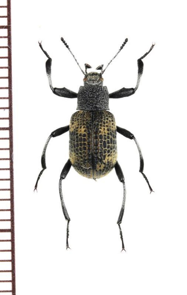 画像1: ゴミムシダマシの一種　Tenebrionidae species　ベトナム北東部