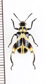 カタビロハムシの一種　Megalopodinae species　 ベトナム北東部