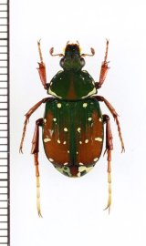 トラハナムグリの一種　Agnorimus sp.　♀　ベトナム北東部