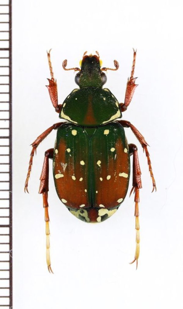 画像1: トラハナムグリの一種　Agnorimus sp.　♀　ベトナム北東部