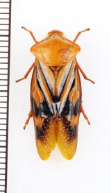 コガシラアワフキの一種　♂　Cercopidae species　フィリピン（ルソン島）