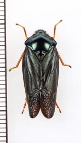 コガシラアワフキの一種　♀　Cercopidae species　フィリピン（ルソン島）