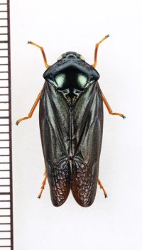 コガシラアワフキの一種　♀　Cercopidae species　フィリピン（ルソン島）