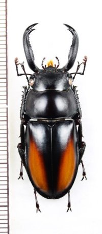 ツツイシカクワガタ　♂40.8mm　ベトナム中部