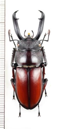 ペロッティシカクワガタ　♂54.8mm　ベトナム南部