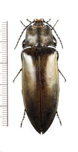 コメツキムシの一種　Elateridae species　♀　ベトナム北東部