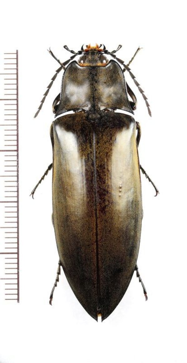 画像1: コメツキムシの一種　Elateridae species　♀　ベトナム北東部