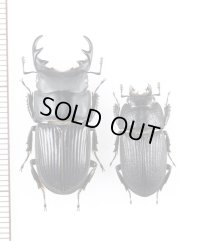ネブトクワガタ　特大ペア♂30.1mm♀21.1mm　宮崎県