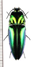 コメツキムシの一種　Campsosternus sp.　フィリピン（パラワン島）