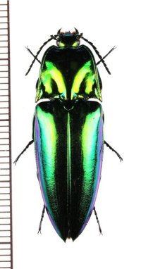 コメツキムシの一種　Campsosternus sp.　フィリピン（パラワン島）