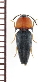 コメツキムシの一種　Elateridae species　♀　フィリピン（パラワン島）