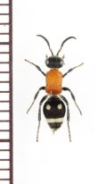 アリバチの一種　Mutillidae species　♀　フィリピン(ミンダナオ島)